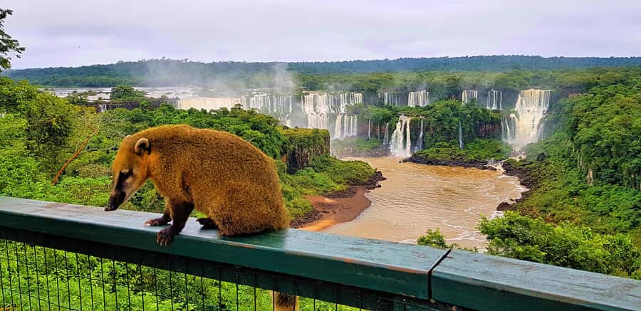 From Foz do Iguaçu: Brazilian Side of the Falls with Ticket - Key Points to Know Before You Go