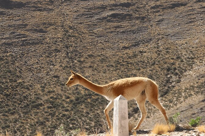 From Jujuy: Full-Day Tour to Salinas Grandes and Purmamarca - Cuesta de Lipán: The High-Altitude Road That Makes the Day Feel Worth It