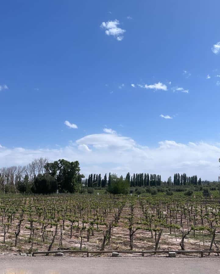 From Mendoza: 3 Wineries, Olive Oil Factory Tour & Tasting - Maipú in one afternoon: how this route stays relaxed