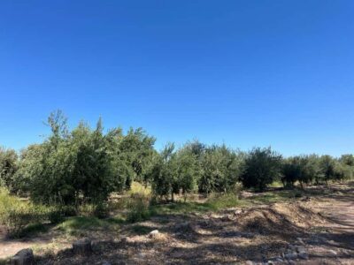 3 Wineries, Olive Oil Factory Tour & Tasting