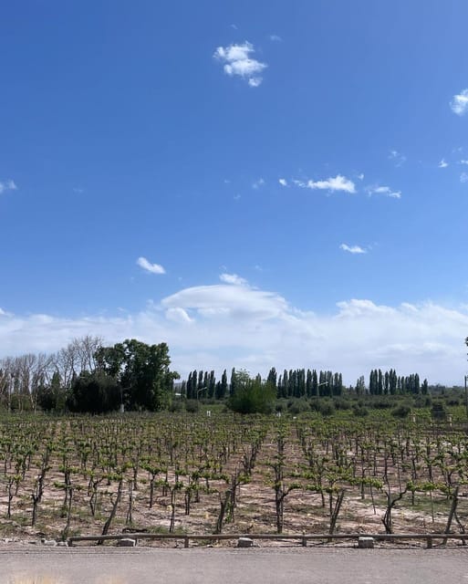 From Mendoza: 3 Wineries, Olive Oil Factory Tour & Tasting - Bilingual guidance that helps you follow every step