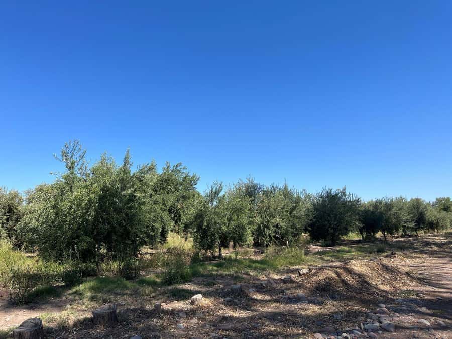 From Mendoza: 3 Wineries, Olive Oil Factory Tour & Tasting - What you taste, and why it makes you leave with real understanding