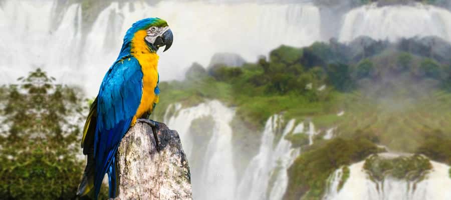 From Puerto Iguazu: Half-Day Brazilian Falls Excursion - Park Entrance Costs: What You Pay Outside the Tour Price