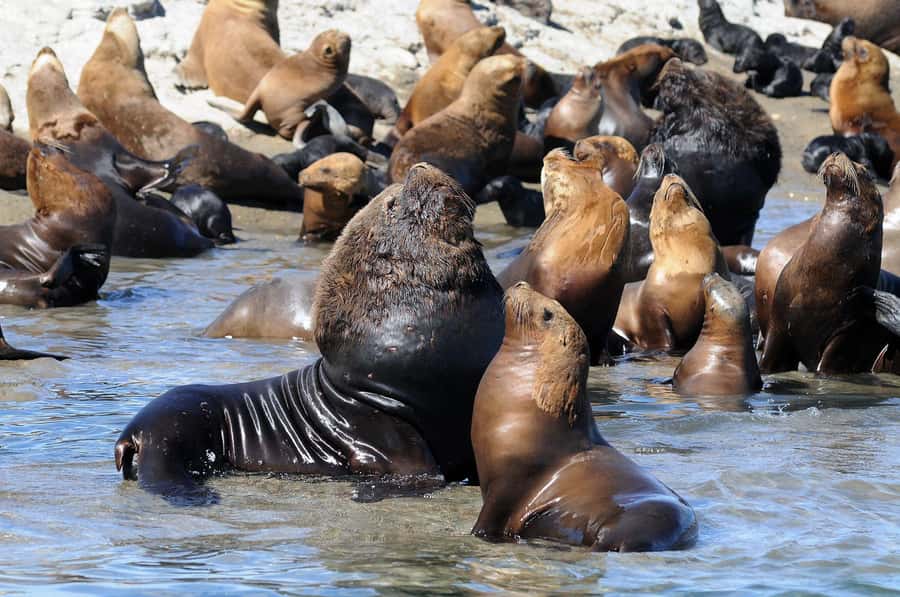 From Puerto Madryn: City and Punta Loma Tour - Key Things to Know Before You Go