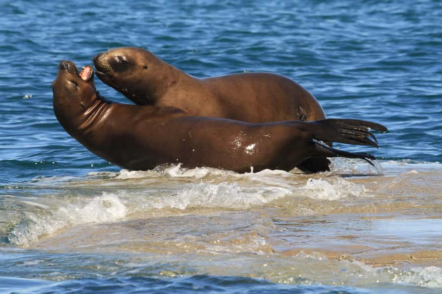 From Puerto Madryn: City and Punta Loma Tour - Puerto Madryn City Stops That Set the Stage