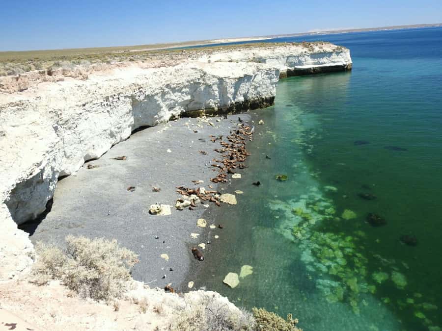 From Puerto Madryn: City and Punta Loma Tour - Black Cormorants and Why That Matters for Your Photos