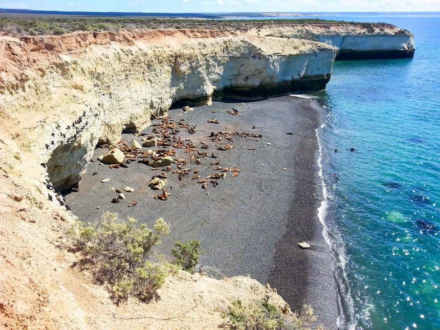 From Puerto Madryn: City and Punta Loma Tour - The Role of the Local Guide, Spanish and English
