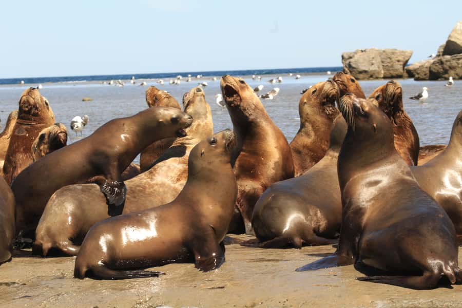 From Puerto Madryn: City and Punta Loma Tour - What to Bring So the Tour Feels Easy