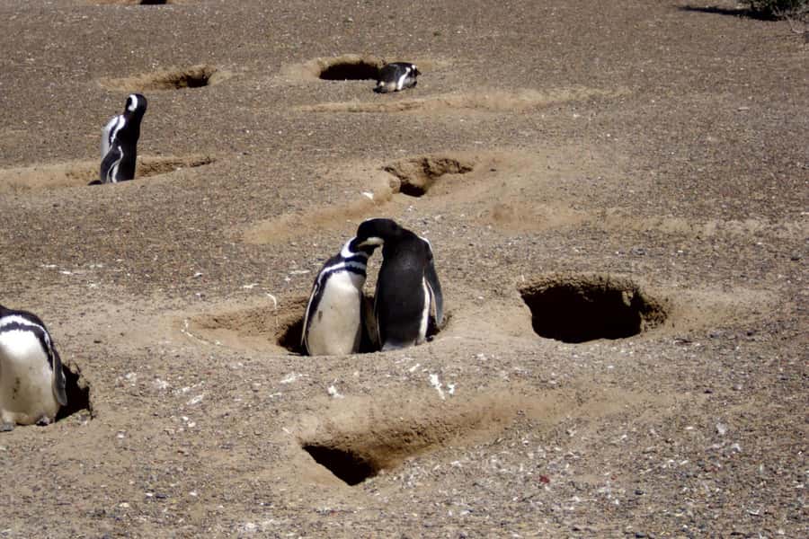 From Puerto Madryn: Full Day Excursion to Punta Tombo - Key points at a glance