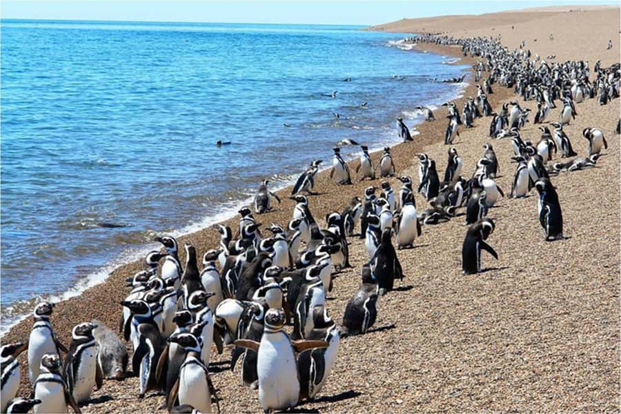 From Puerto Madryn: Full Day Excursion to Punta Tombo - FAQ