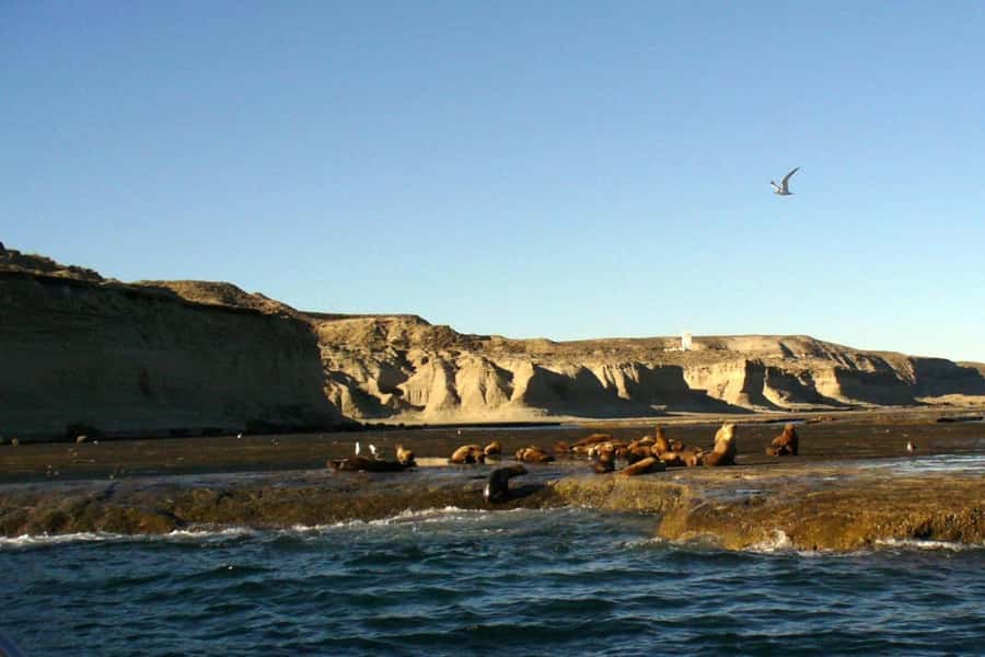 From Puerto Madryn: Full Day Excursion to Punta Tombo - Why Punta Tombo is the penguin trip that actually makes sense