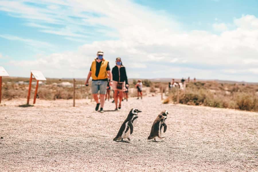 From Puerto Madryn: Full Day Excursion to Punta Tombo - The guide experience: where the day can shine or drag