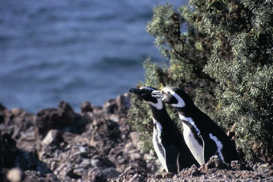 From Puerto Madryn: Full Day Excursion to Punta Tombo - Should you book this Punta Tombo day trip from Puerto Madryn?