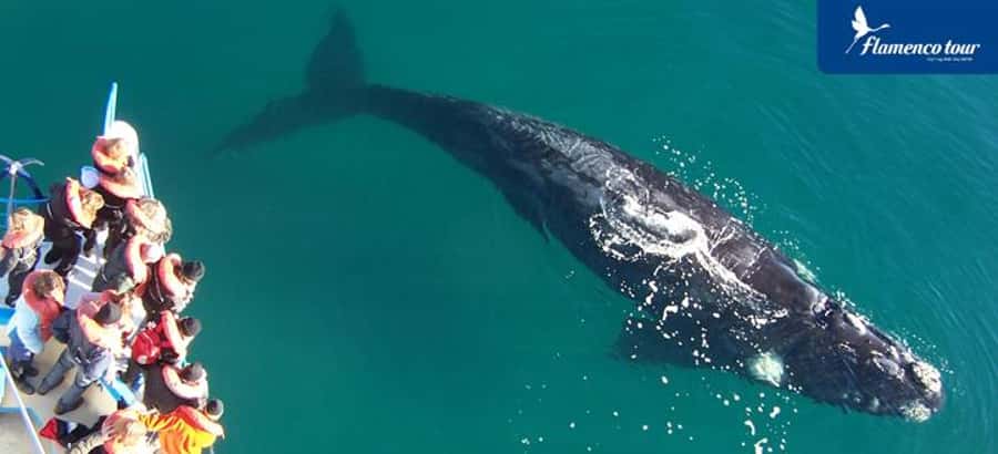 From Puerto Madryn: Full-Day Valdes Peninsula Tour - Why the Valdes Peninsula day tour works so well