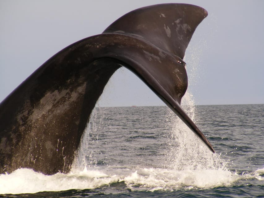 From Puerto Madryn: Full-Day Valdes Peninsula Tour - What to pack for Patagonia weather and long wildlife stops