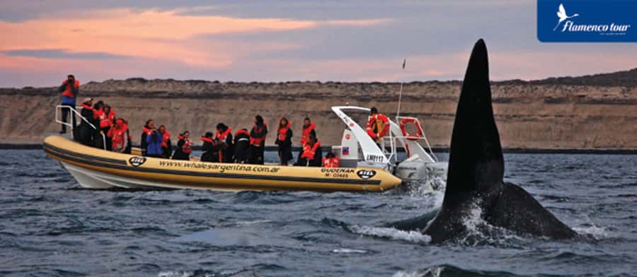 From Puerto Madryn: Full-Day Valdes Peninsula Tour - Pickup in Puerto Madryn and the pace of a 10-hour route
