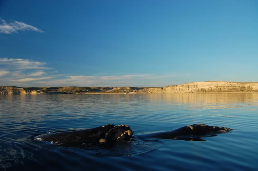 From Puerto Madryn: Full-Day Valdes Peninsula Tour - Puerto Pirámides: the village base and the whale-ride decision