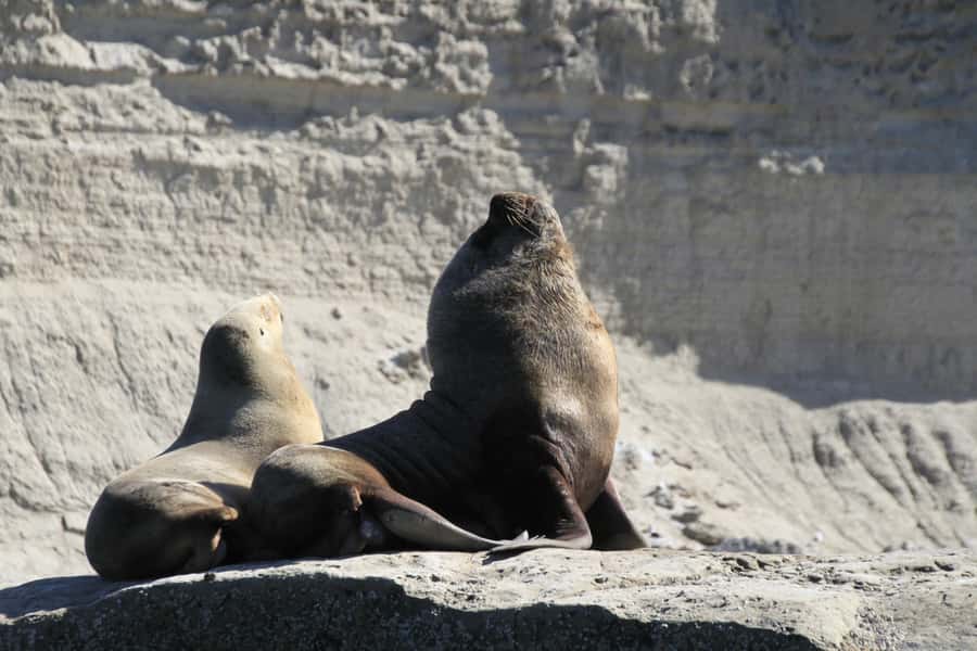 From Puerto Madryn: Full-Day Valdes Peninsula Tour - Caleta Valdés: the quiet water, steep cliffs, and seal behavior
