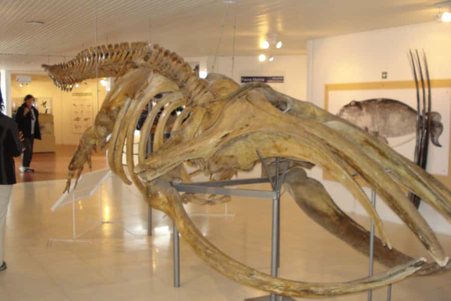 From Puerto Madryn: Full-Day Valdes Peninsula Tour - Optional whale boat rides: how to decide if it is worth it