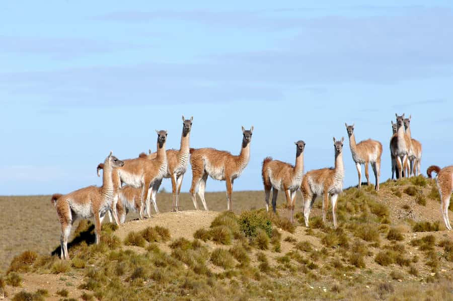 From Puerto Madryn: Full-Day Valdes Peninsula Tour - Price and value for $150 per person