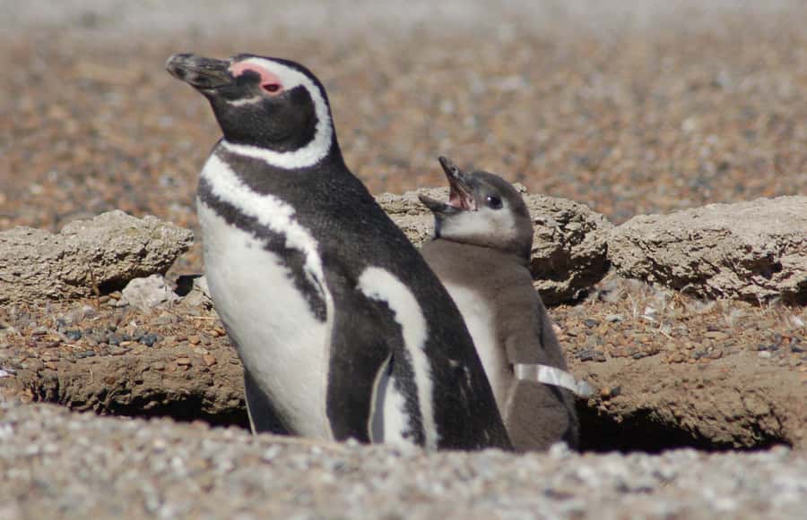 From Puerto Madryn: Penguin Tour & Península Valdés Day Trip - Leaving Puerto Madryn Early, Then Heading Into UNESCO Península Valdés