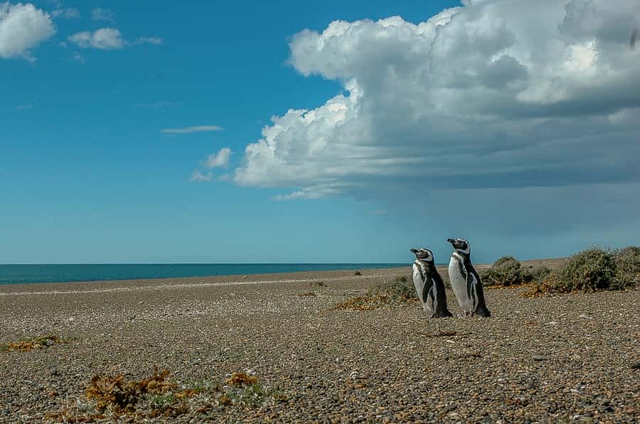 From Puerto Madryn: Penguin Tour & Península Valdés Day Trip - San Lorenzo Estancia: Walking Among Magellanic Penguins