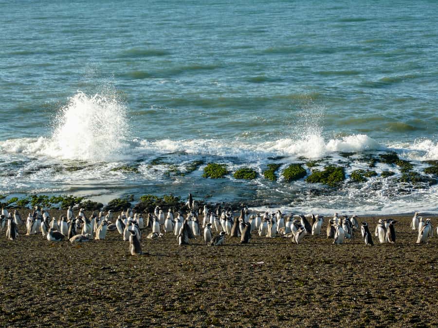 From Puerto Madryn: Penguin Tour & Península Valdés Day Trip - Punta Norte Reserve: Sea Lions, Elephant Seals, and Orca Odds