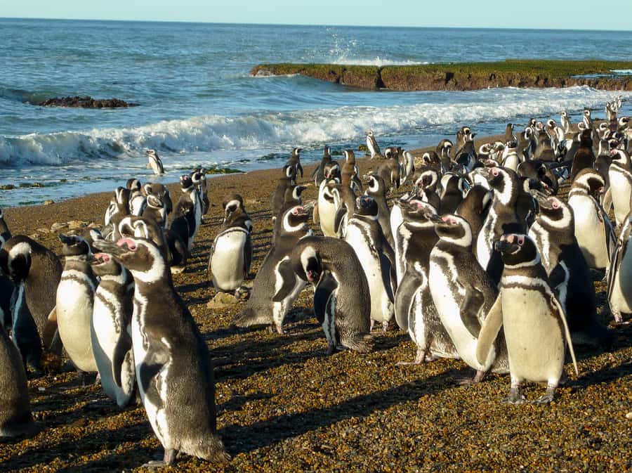 From Puerto Madryn: Penguin Tour & Península Valdés Day Trip - The Carlos Ameghino Interpretation Center and Inland Wildlife Chances