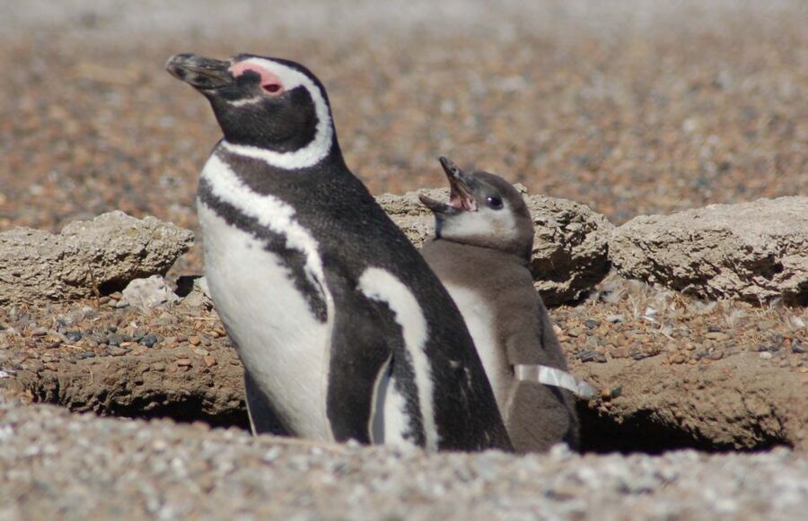 From Puerto Madryn: Penguin Tour & Península Valdés Day Trip - Price and Value: What $198 Covers, and What You Need to Budget
