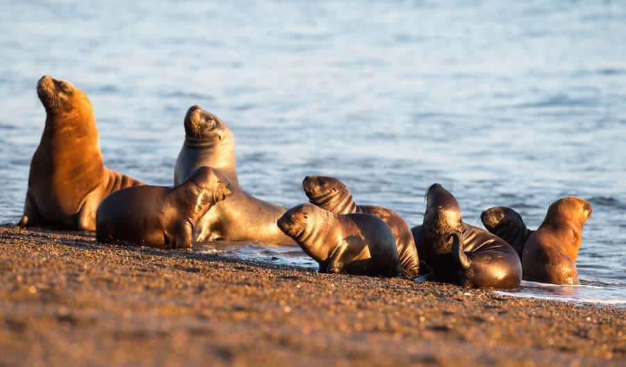 From Puerto Madryn: Penguin Tour & Península Valdés Day Trip - Practical Tips for a Smooth 10-Hour Day in Península Valdés