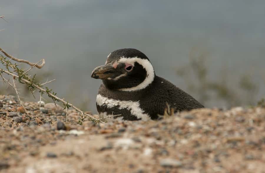 From Puerto Madryn: Penguin Tour & Península Valdés Day Trip - FAQ