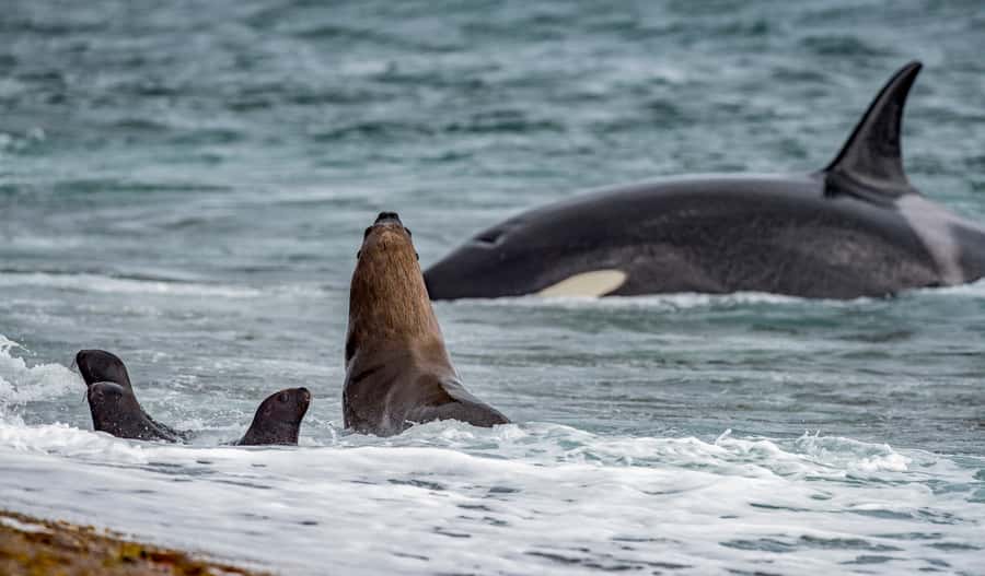 From Puerto Madryn: Penguin Tour & Península Valdés Day Trip - The Drive to Puerto Pirámides, and Why the Coast Stop Is More Than a Photo Break