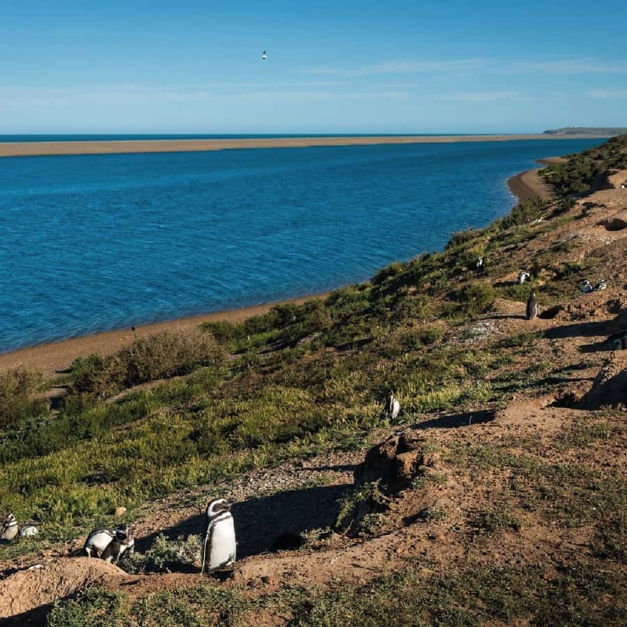 From Puerto Madryn: Peninsula Valdés Shore Excursion - Caleta Valdés and Punta Cantor: seals, penguins, and the day’s odds