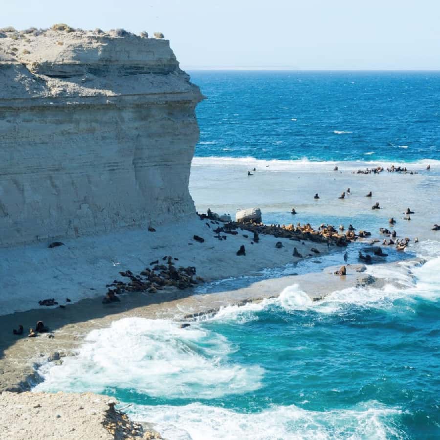 From Puerto Madryn: Peninsula Valdés Shore Excursion - How the 7-hour timing works for cruise connections