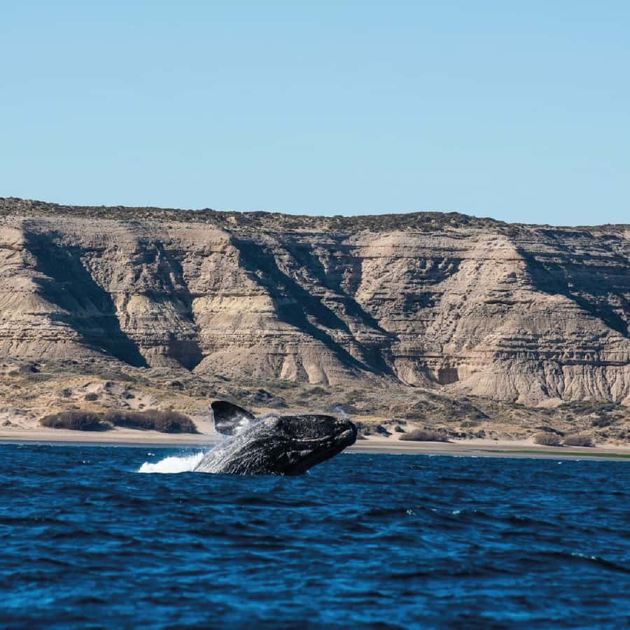 From Puerto Madryn: Peninsula Valdés Shore Excursion - The panoramic viewpoints that make Peninsula Valdés feel huge