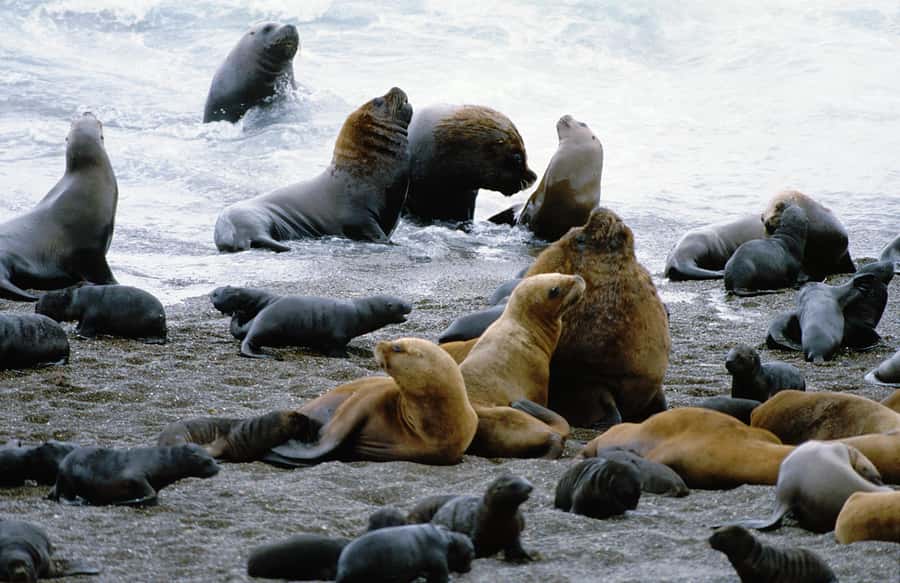 From Puerto Madryn: Valdes Peninsula Full-Day Tour - Key Things I’d Watch For on This Valdes Peninsula Day Trip