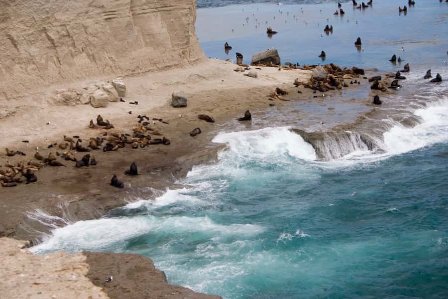 From Puerto Madryn: Valdes Peninsula Full-Day Tour - 11 Hours Out of Puerto Madryn: How the Day Really Unfolds