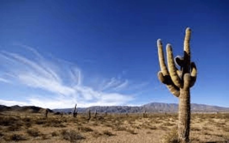From Salta: Cachi and Los Cardones National Park Tour - Is it good value for around $30?