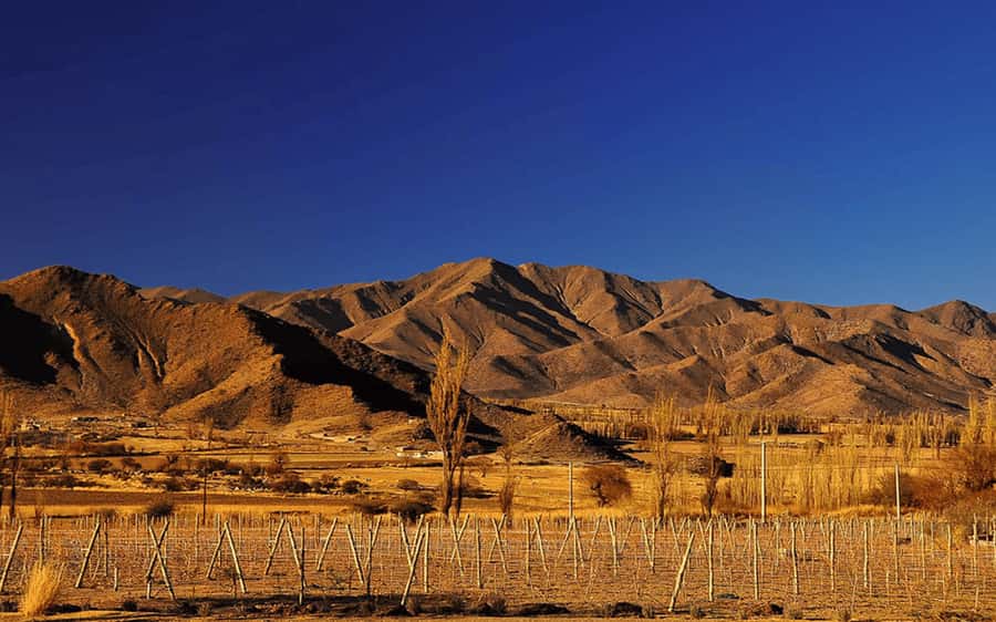 From Salta: Cachi and Los Cardones National Park Tour - El Carril, Enchanted Valley, and the Windmill Stone at 3,350 to 3,400 m