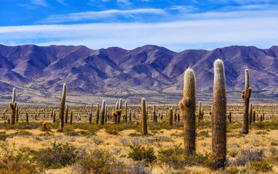 From Salta: Cafayate, Humahuaca, Cachi, & Salinas Grandes - Key highlights you will actually feel