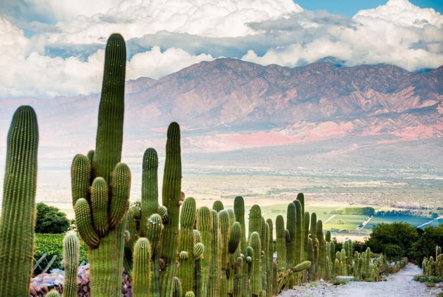 From Salta: Day Trip to Cafayate - Cafayate stop: Torrontés wine time in the Calchaquí Valleys
