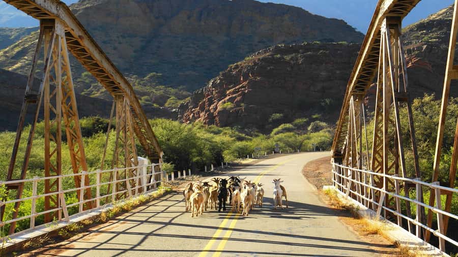 From Salta: Day Trip to Cafayate - Winery visit: how to make the tasting worth your time