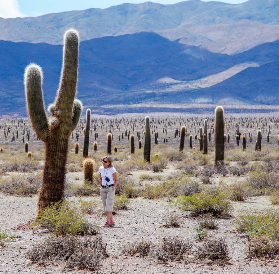 From Salta: Full-Day Scenic Tour to Cachi - Price and value: what $29 gets you in real terms