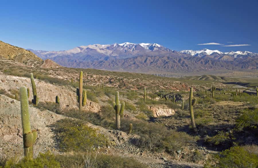 From Salta: Full-Day Scenic Tour to Cachi - Cuesta del Obispo to the 3,348-meter summit: where condors and mountain air meet