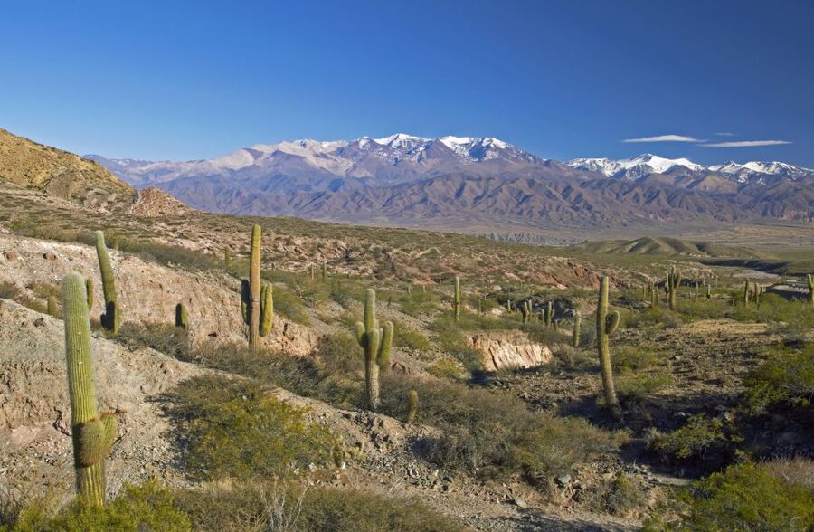 From Salta: Full-Day Scenic Tour to Cachi - Los Cardones National Park: cactus country that actually feels big