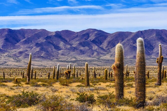 From Salta: Full-day tour to Cachi and Los Cardones National Park - Key things I’d zero in on before you go