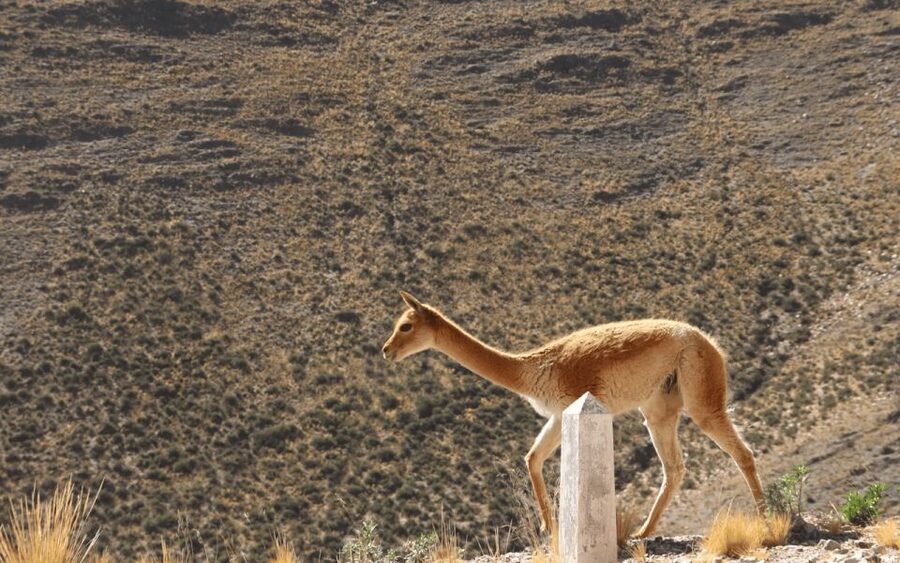 From Salta: Full-Day Tours of Cachi and Salinas Grandes - What the best guides seem to do right here