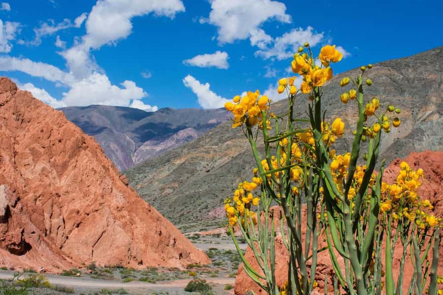From Salta: Full-Day Trip to Salinas Grandes and Purmamarca - Price and value: is $38 a fair deal?