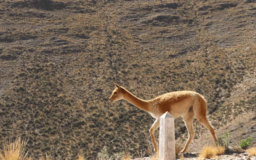 From Salta: Salinas Grandes, Purmamarca and Cuesta de Lipán - The small stops you should not ignore: Humahuaca ravine, Tumbaya, and scenic viewpoints