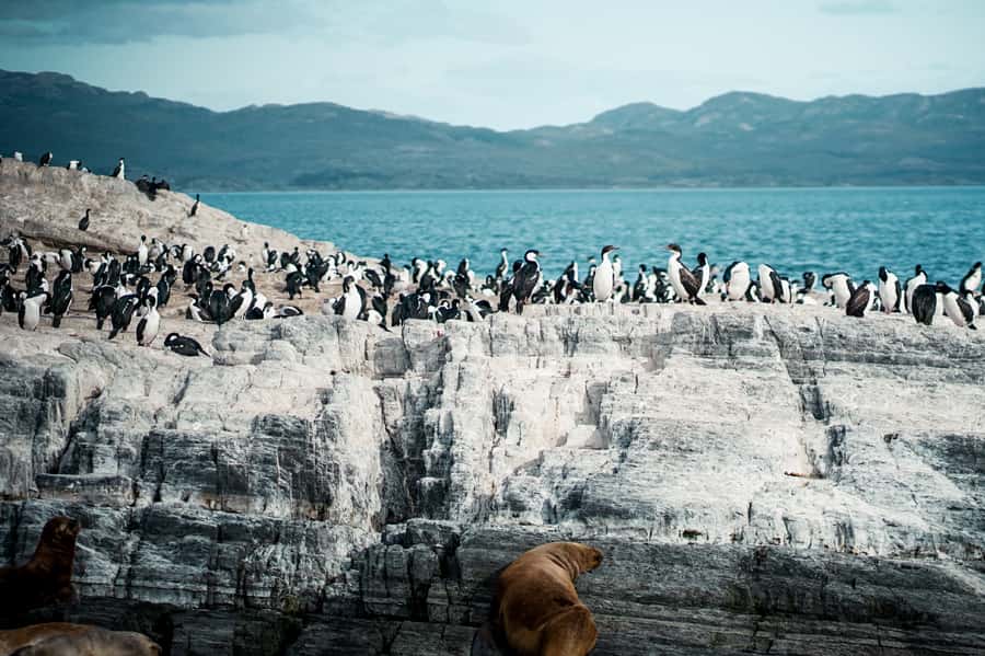 From Ushuaia: Beagle Channel Catamaran Tour - Sea Lions on the Islands, Plus a Reality Check on Photo Time